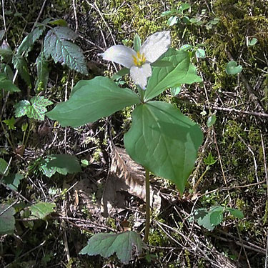 western trillium Trillium ovatum, Jackman Ridge, Skagit County, Washington