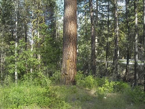 ponderosa pine trunk at Jack Creek, Okanogan County, Washington