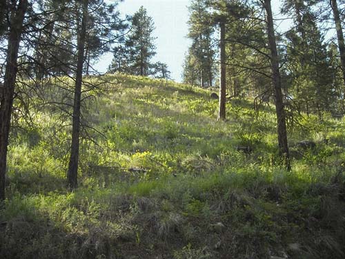 steep slope pine forest, Jack Creek, Okanogan County, Washington