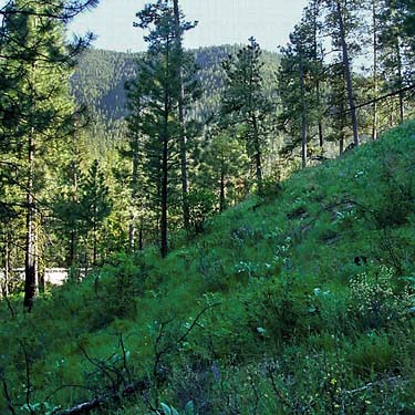 steep hillside pine forest, Jack Creek, Okanogan County, Washington