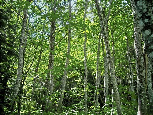 alder grove in forest at Jack Pass, Snohomish County, Washington