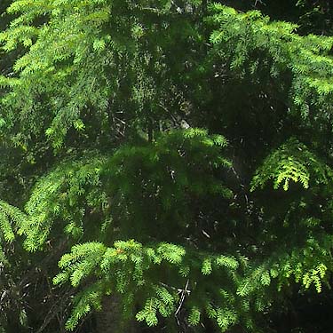 Douglas-fir foliage at Jack Pass, Snohomish County, Washington