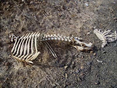 deer skeleton, Johnson Canyon by Interstate 90, Kittitas County, Washington