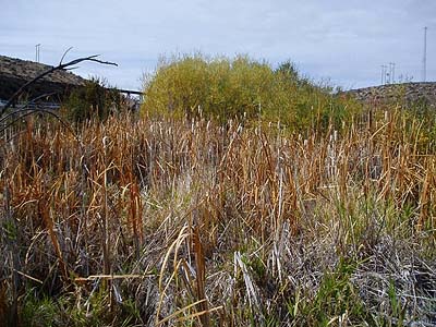wetland in disused irrigation canal, Johnson Canyon by Interstate 90, Kittitas County, Washington