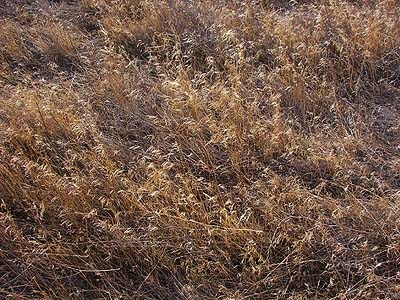 cheat grass Bromus tectorum, Johnson Canyon by Interstate 90, Kittitas County, Washington