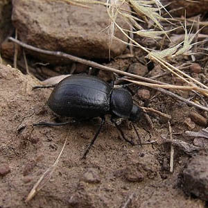 Eleodes darkling beetle, Johnson Canyon by Interstate 90, Kittitas County, Washington