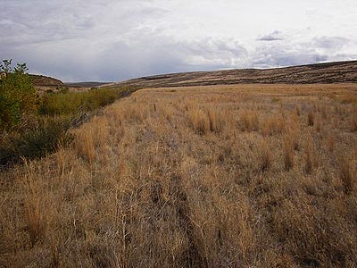 dry field, Johnson Canyon by Interstate 90, Kittitas County, Washington