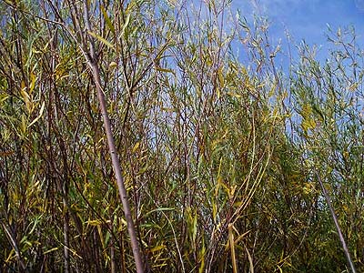 willow in disused canal, Johnson Canyon by Interstate 90, Kittitas County, Washington