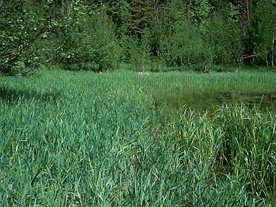 meadow ringing Johnson Lake, Stevens County, Washington