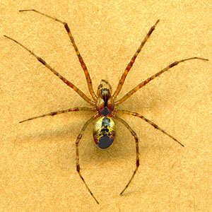 Pityohyphantes minidoka female Linyphiidae, Johnson Lake, Stevens County, Washington