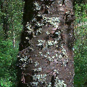 alder trunk with lichen, Johnson Lake, Stevens County, Washington