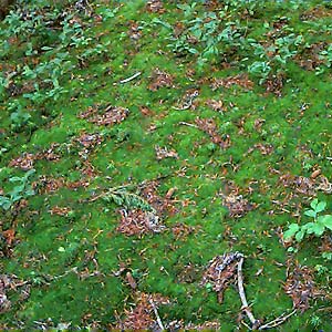 ground moss in old growth mountain hemlock forest, Johnson Ridge, Snohomish County, Washington