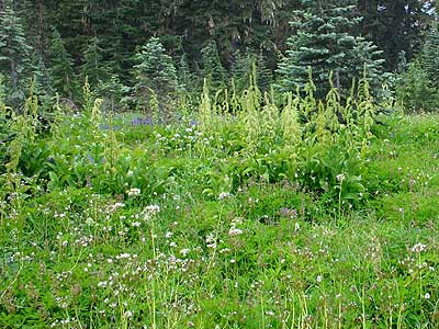 subalpine meadow, Johnson Ridge, Snohomish County, Washington