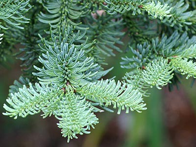 Abies procera noble fir foliage, Johnson Ridge, Snohomish County, Washington