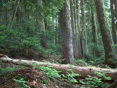 old growth western hemlock Tsuga heterophylla forest, Johnson Ridge, Snohomish County, Washington