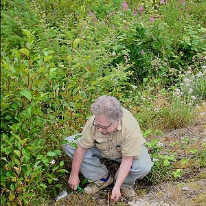 Rod Crawford setting pitfall trap on Johnson Ridge, Snohomish County, Washington
