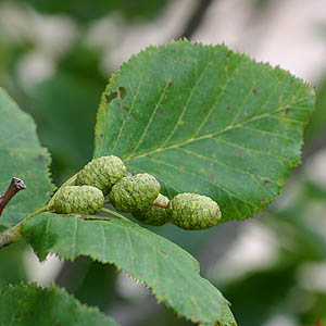 Alnus sinuata leaves and fruits, Johnson Ridge, Snohomish County, Washington