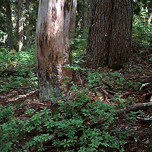 snag in mountain hemlock forest, Johnson Ridge, Snohomish County, Washington