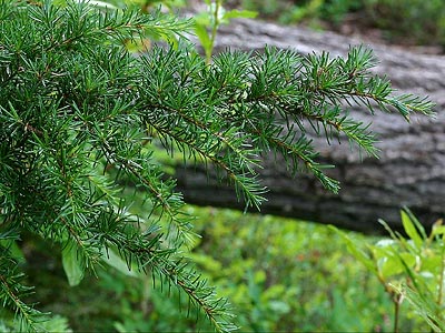 mountain hemlock foliage Tsuga mertensiana, Johnson Ridge, Snohomish County, Washington