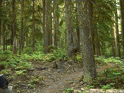 Johnson Ridge Trail No. 1067, Snohomish County, Washington