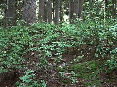 Vaccinium understory in old growth mountain hemlock forest, Johnson Ridge, Snohomish County, Washington