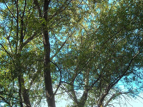 riparian cottonwood tree canopy , St. Joseph Mission Park, Yakima County, Washington