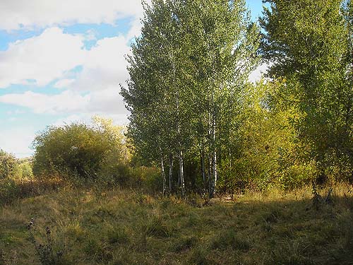 edge of riparian woodland & field, St. Joseph Mission Park, Yakima County, Washington