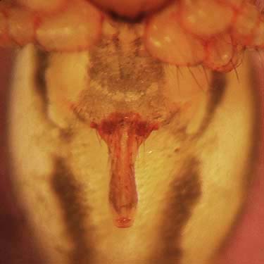 Linyphiidae microspider Helophora orinmoa, St. Joseph Mission Park, Yakima County, Washington