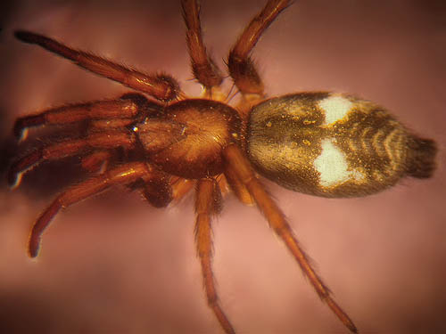 gnaphosid spider Poecilochroa montana from St. Joseph Mission Park, Yakima County, Washington
