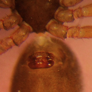 microspider Linyphiidae Scotinotylus sanctus epigynum, St. Joseph Mission Park, Yakima County, Washington
