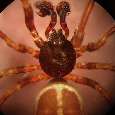 male theridiid spider Steatoda hespera, St. Joseph Mission Park, Yakima County, Washington