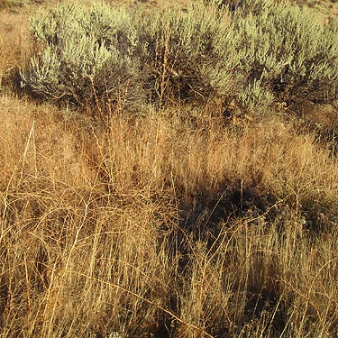 grass and sagebrush at Winchester Road SW of Yakima, WA