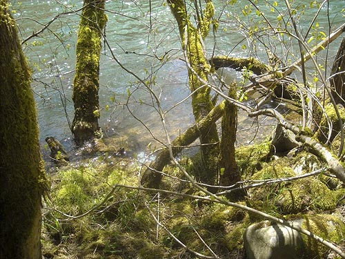 bank of Green River, Kanaskat Natural Area, King County, Washington