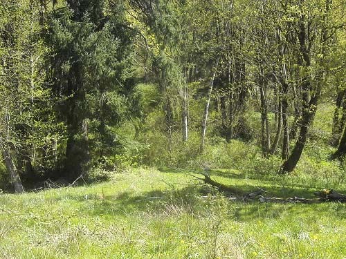 upper edge of meadowy area, Kanaskat Natural Area, King County, Washington