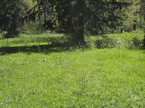 meadow, field or lawn, Kanaskat Natural Area, King County, Washington