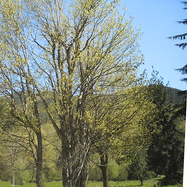 bigleaf maple tree in grassy area, Kanaskat Natural Area, King County, Washington