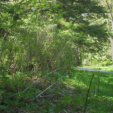 riparian zone along Green River, Kanaskat Natural Area, King County, Washington