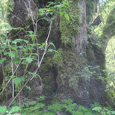 giant bigleaf maple trunk along Green River, Kanaskat Natural Area, King County, Washington