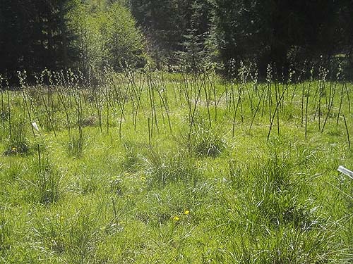 willow seedlings planted in grass area, Kanaskat Natural Area, King County, Washington