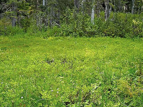 Small bog beside trail to Kelcema Lake, Snohomish County, Washington