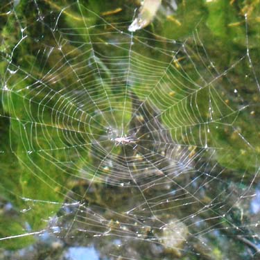 web of orbweaver Tetragnatha versicolor in bog by trail to Kelcema Lake, Snohomish County, Washington