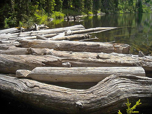 floating logs in a bay of Kelcema Lake, Snohomish County, Washington