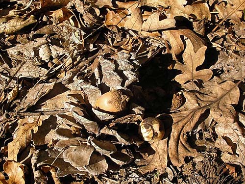 acorn, oak litter & pine cone, Klickitat (River) Trail near Pitt, Klickitat County, Washington