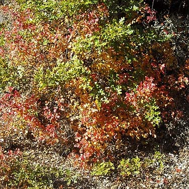 fall color, vine maple Acer circinatum, Klickitat (River) Trail near Pitt, Klickitat County, Washington