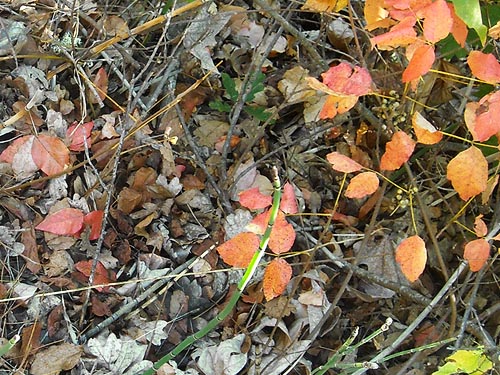 poison oak & poison ivy contribute to leaf litter, Klickitat (River) Trail near Pitt, Klickitat County, Washington