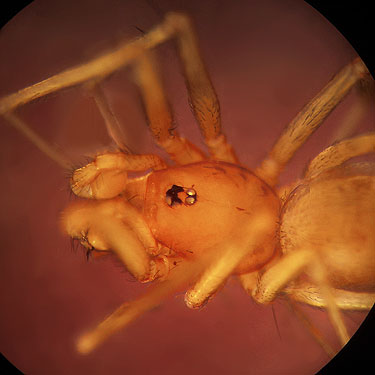 leptonetid spider Leptoneta wapiti from oak litter, Klickitat (River) Trail near Pitt, Klickitat County, Washington