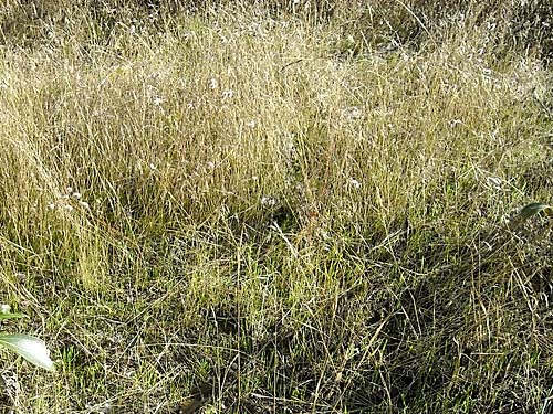 grass in riparian field, Klickitat (River) Trail near Pitt, Klickitat County, Washington