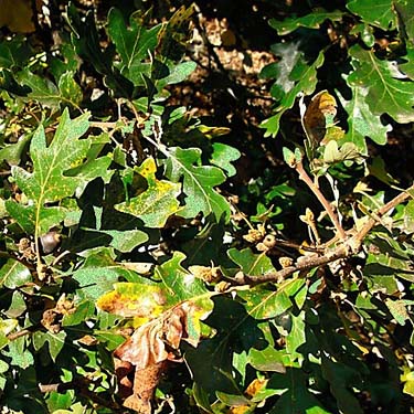 foliage of Garry oak Quercus garryana, Klickitat (River) Trail near Pitt, Klickitat County, Washington