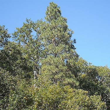 ponderosa pine tree, Klickitat (River) Trail near Pitt, Klickitat County, Washington