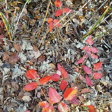 poison oak & poison ivy, Klickitat (River) Trail near Pitt, Klickitat County, Washington